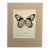 Vintage 1965 Butterfly Print in 11x14 Mat: Hestia Durvillei (Boisduval), EUC For Sale