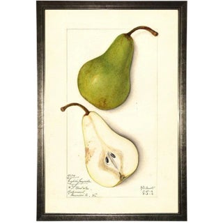 Pear Study in Pewter Shadowbox 13x19 For Sale