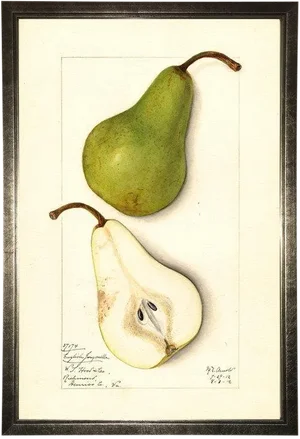 Pear Study in Pewter Shadowbox 13x19