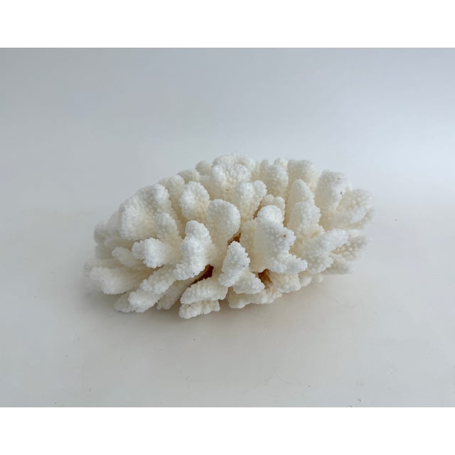 White Natural White Cluster Coral Specimen Coastal Decor For Sale - Image 8 of 8