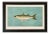 American Fish 32 the Striped Mullet by Harris CFA Edition Giclee Print For Sale