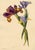 E.B.R., Spanish Iris (Iris xiphium) Flower, Watercolor For Sale - Image 7 of 7