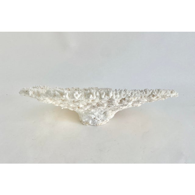 Chinoiserie Stunning Natural White Table Coral Specimen Coastal Home Decor For Sale - Image 3 of 5