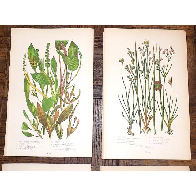 These nine (9) antique 19th century botanical chromolithographs (each color laid in with a separate lithographic stone) by...