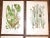 These nine (9) antique 19th century botanical chromolithographs (each color laid in with a separate lithographic stone) by...