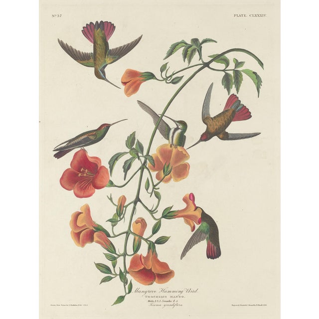 2020s Vintage John James Audubon Reproduction Double Sided Prints - Collection of 4 For Sale - Image 5 of 9