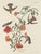 2020s Vintage John James Audubon Reproduction Double Sided Prints - Collection of 4 For Sale - Image 5 of 9