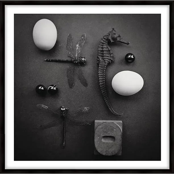 A series remnicient of Victorian age curiosity cabinets featuring arrangements of nature's finest pretty little insects,...