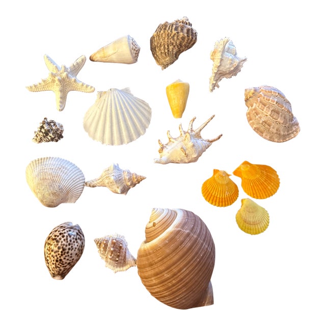 Curated Coastal Marine Specimen & Sea Shell Collection For Sale