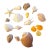Curated Coastal Marine Specimen & Sea Shell Collection For Sale