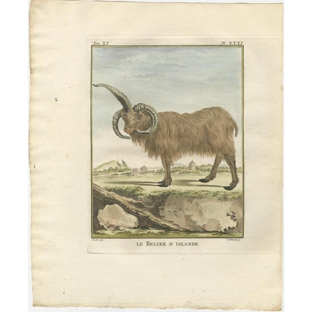 After Jacques de Sève, Iceland Sheep, 1769, Prints, Set of 2 For Sale - Image 9 of 10