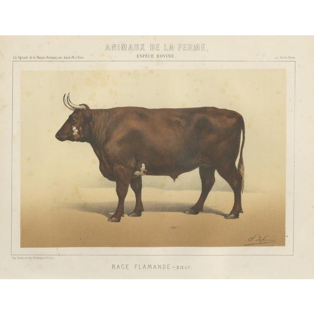 Borie, Flemish Ox, French Cattle Breed, 1863, Chromolithograph For Sale - Image 9 of 9