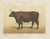 Borie, Flemish Ox, French Cattle Breed, 1863, Chromolithograph For Sale - Image 9 of 9