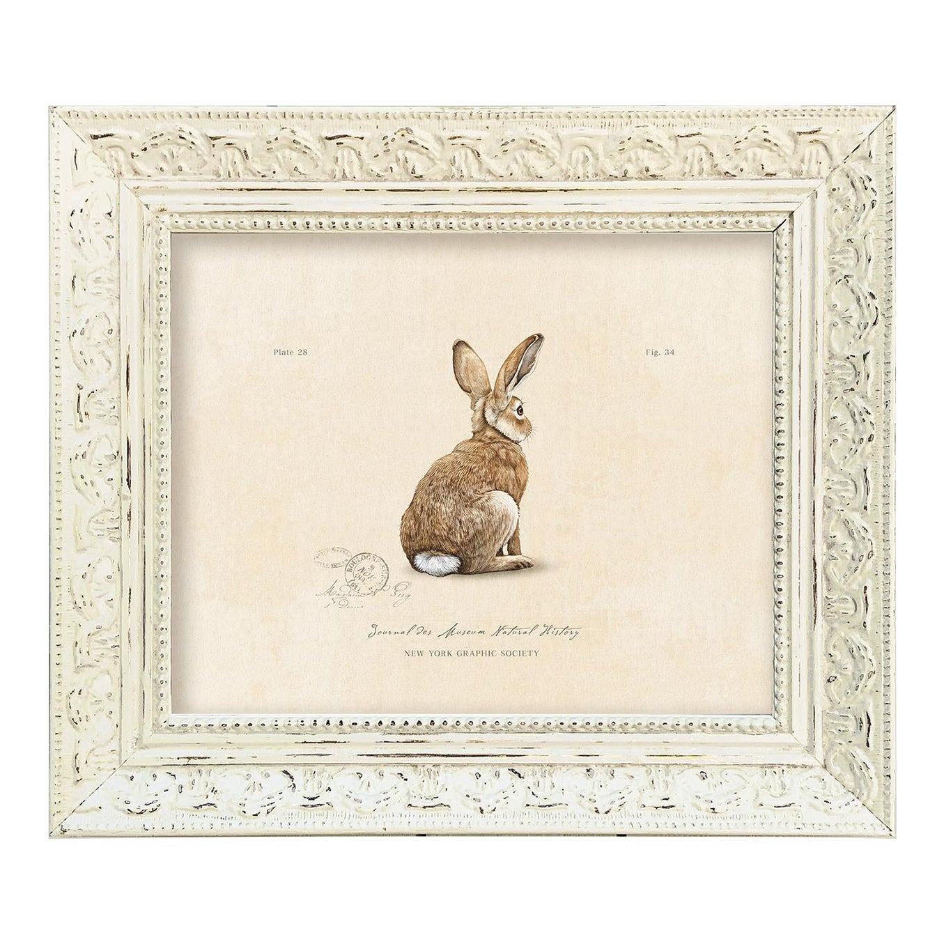 Reproduction Vintage Rabbit Art Print (4) in Vintage Whitewashed Frame ...