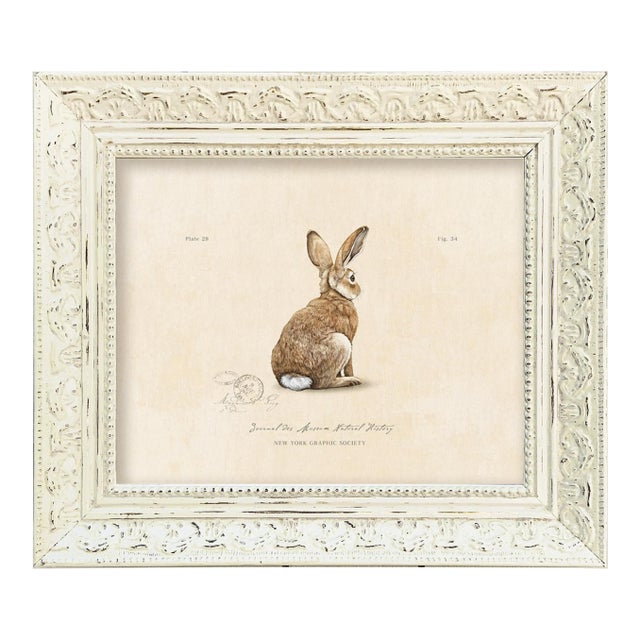 Reproduction Vintage Rabbit Art Print (4) in Vintage Whitewashed Frame For Sale