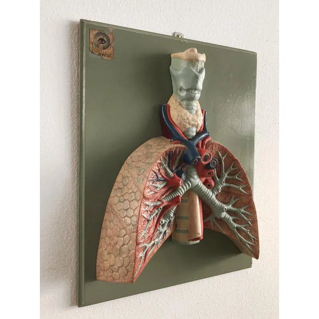 Three -dimensional anatomical picture, vintage of Moderenariato, origin Hygiene Museum Dresden with adhesive label of the...