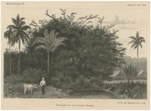 Van Kesteren, Print of Koebang Tree with Kalongs, 1887, Paper