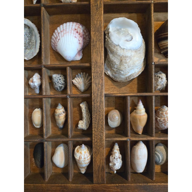 Brown Antique Hamilton Letterpress Printer Tray Drawer With Natural Specimen Shells For Sale - Image 8 of 18
