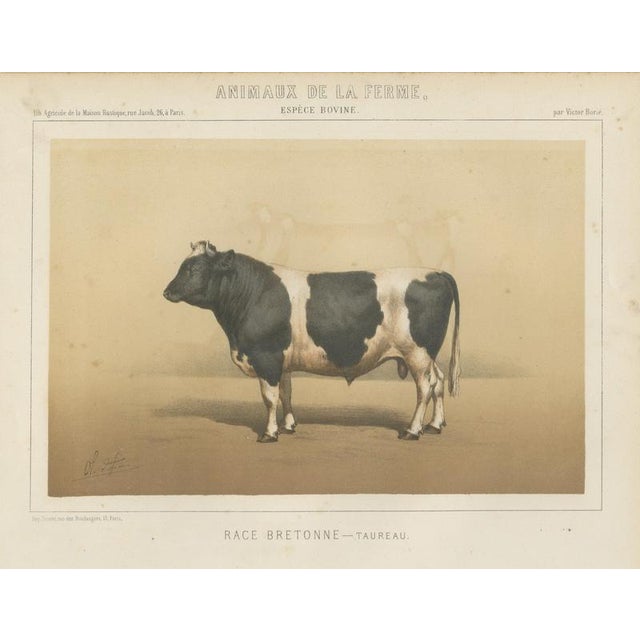 Borie, Breton Bull, French Cattle Breed, 1863, Chromolithograph For Sale - Image 9 of 9