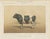 Borie, Breton Bull, French Cattle Breed, 1863, Chromolithograph For Sale - Image 9 of 9