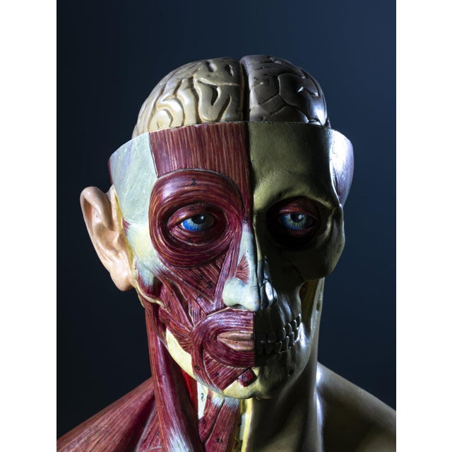 Industrial Anatomical Torso Model, East Germany, 1950s For Sale - Image 3 of 9