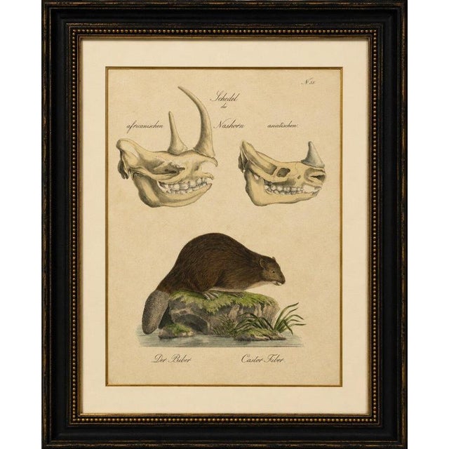 Beaver and African & Asian Rhinoceros Skull Studies, Brodtmann, 1816 This unusual original hand-colored lithograph...