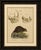 Beaver and African & Asian Rhinoceros Skull Studies, Brodtmann, 1816 This unusual original hand-colored lithograph...