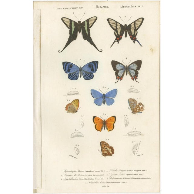 D'Orbigny, Butterflies and Moths, 1861, Prints, Set of 13 For Sale - Image 6 of 15