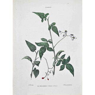 Vincenzo Tenore, The Dulcamara, Lithograph, 1870s For Sale