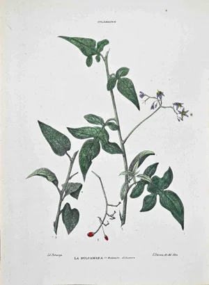 Vincenzo Tenore, The Dulcamara, Lithograph, 1870s