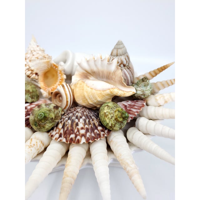 Bowl Seashells Shells For Sale - Image 10 of 14