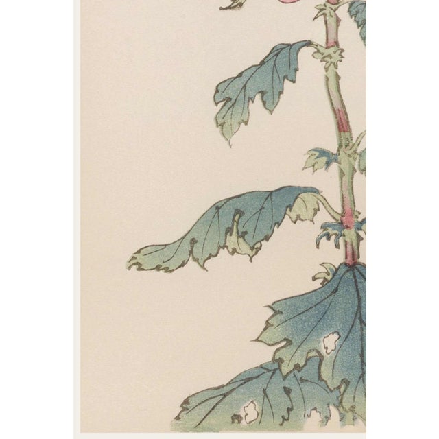 Japanese Chrysanthemum by Hasegawa, Vintage Botanical Art Print, 16" X 24" For Sale - Image 4 of 9