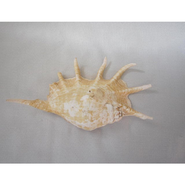 Large Spider Conch Shell For Sale - Image 4 of 4