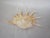 Large Spider Conch Shell For Sale - Image 4 of 4