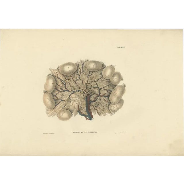 Anatomy Illustrations of Vessels and the Lymphatic System, 1839, Prints, Set of 13 For Sale - Image 12 of 15