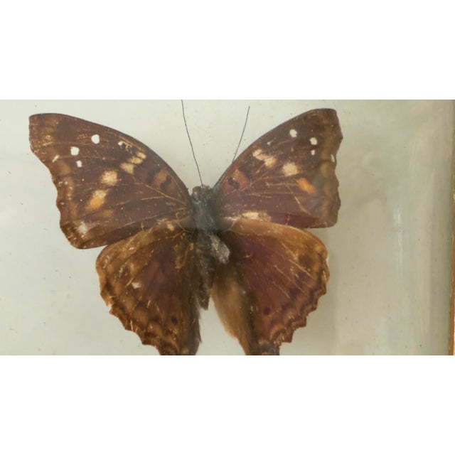 Vintage 1970s Framed Morpho Butterfly Specimens, Pair For Sale - Image 9 of 12