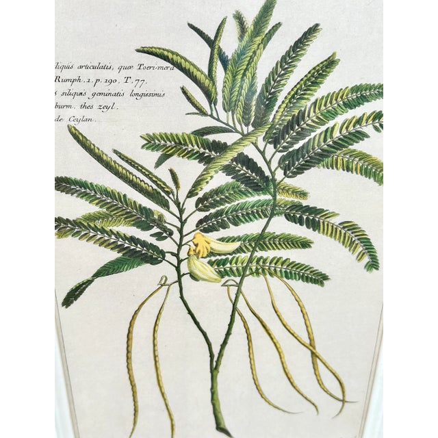 Wood Framed Set of 4 Botanical Prints by Throwbridge For Sale - Image 7 of 9