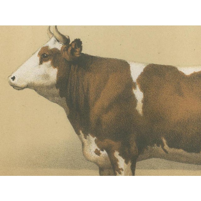 Borie, Mancelle Cow, French Cattle Breed, 1863, Chromolithograph For Sale - Image 4 of 9