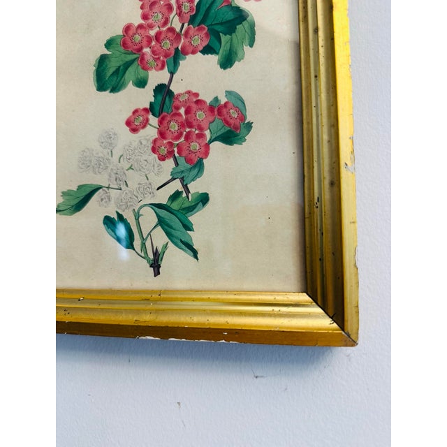 A charming antique hand-colored botanical print featuring clusters of delicate pink blossoms accented by lush green...