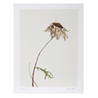 Paul Arthur Jansen - Dry Daisy Lithograph For Sale