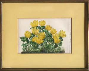 Eranthis Hyemalis, Abraham Jacobus Wendel Lithograph