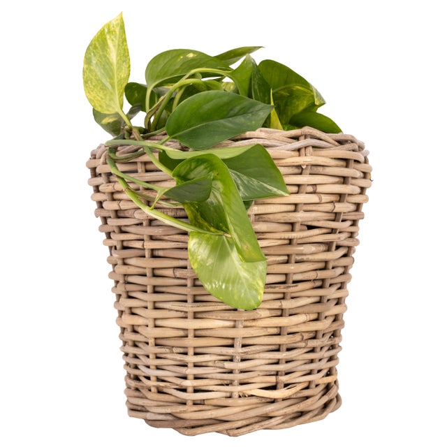 Artifacts Rattan Round Planter with Black Plastic Insert, Natural, 11" For Sale In Houston - Image 6 of 9