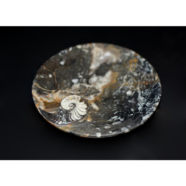 Pair Large Ammonite Plates 6.25" Millions Years Fossil For Sale - Image 10 of 12