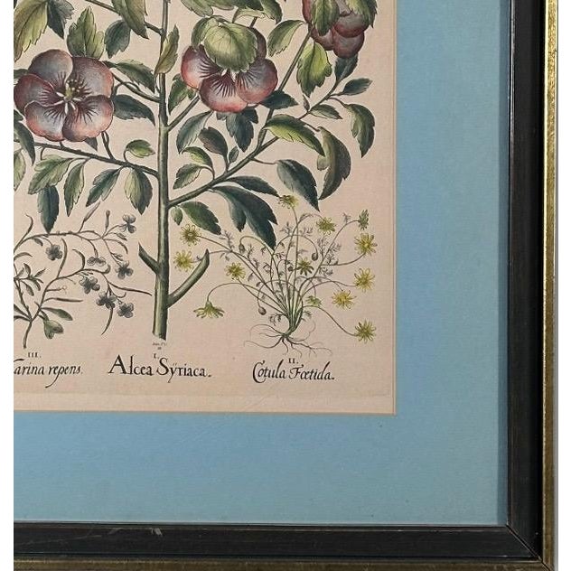 Vintage Framed Basilius Besler Botanical Lithograph Prints Hortus Eystettensis Pair For Sale - Image 9 of 18