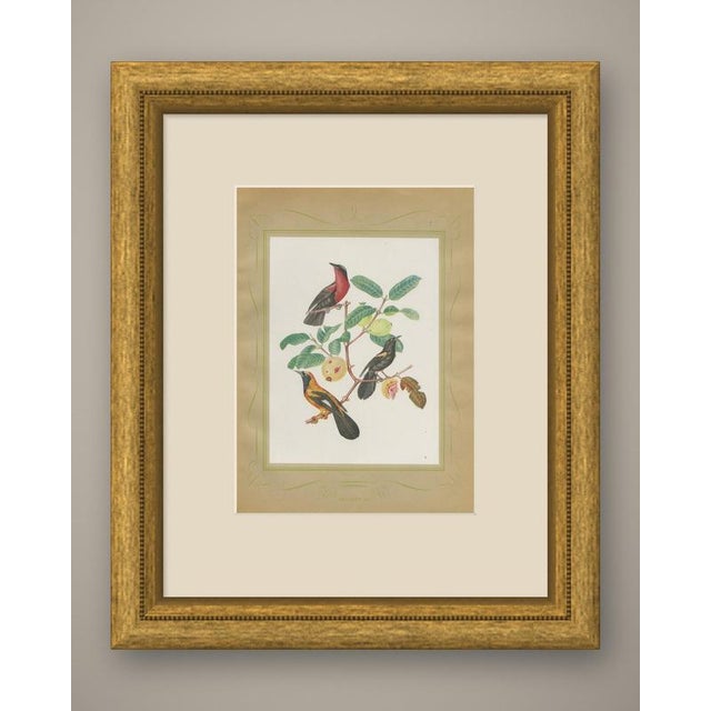 Orioles and tanagers print after Descourtilz, taken from the 1944 Rio de Janeiro edition of the Ornitologia Brasileira,...