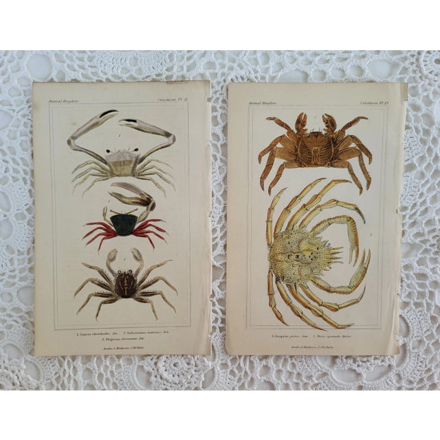 English 1837 Pair of Crab Hand Colored Engravings by Cuvier of London For Sale - Image 3 of 3
