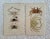 English 1837 Pair of Crab Hand Colored Engravings by Cuvier of London For Sale - Image 3 of 3
