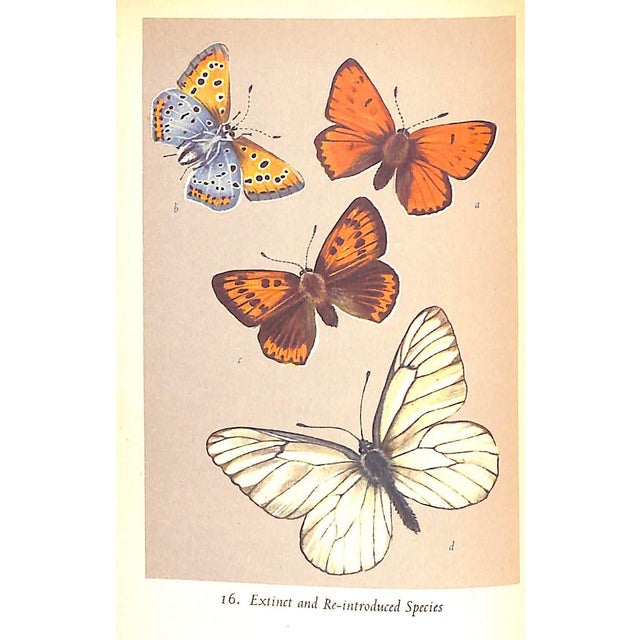 1950s "British Butterflies" 1951 Ford, e.b. For Sale - Image 5 of 11