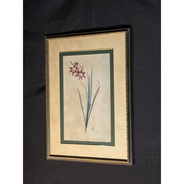 Cream Vintage-Style Ixia Botanical Wall Art For Sale - Image 8 of 9