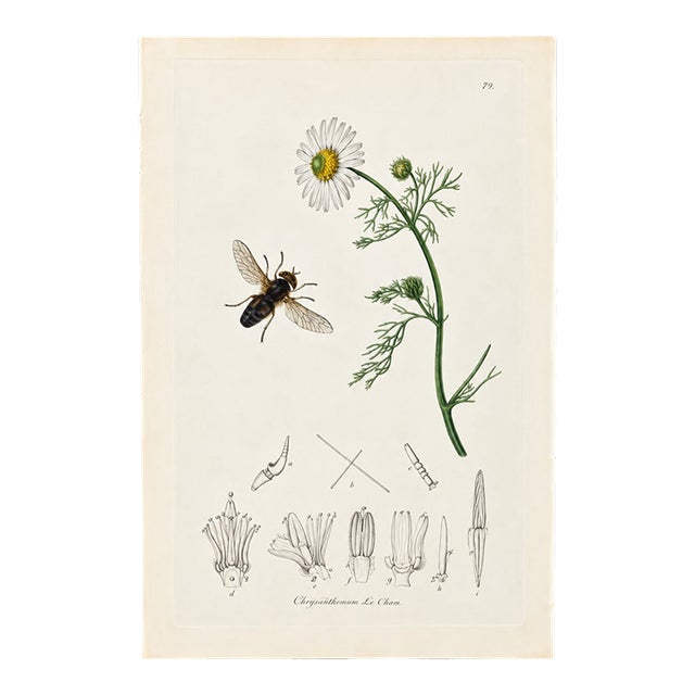 Rare Antique John Curtis Botanical & Insect Engravings C. 1825, One Print For Sale